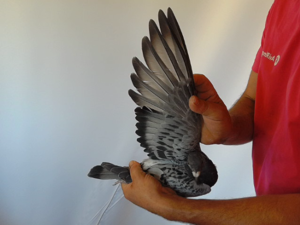Pigeon image