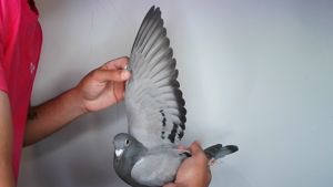 Pigeon image