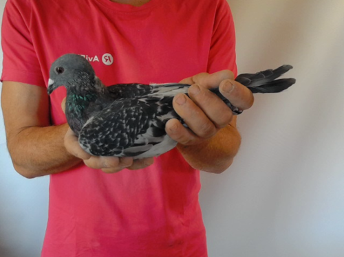 Pigeon image