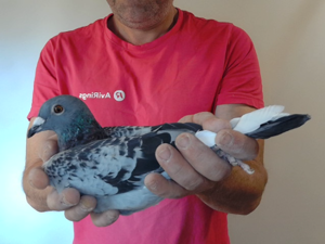 Pigeon image