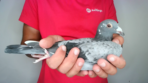 Pigeon image