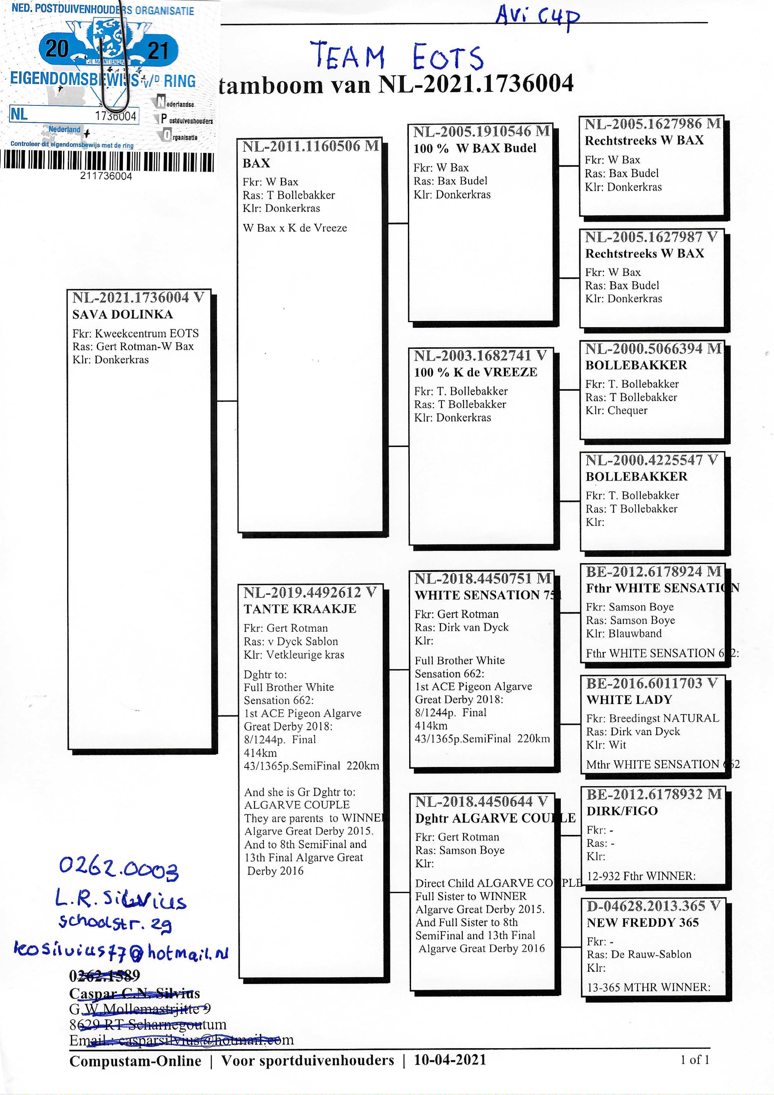 Pigeon pedigree image