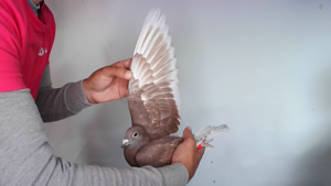 Pigeon image