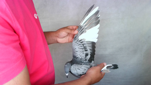 Pigeon image