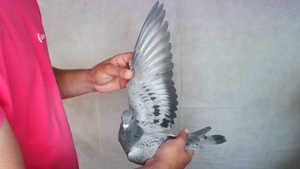 Pigeon image