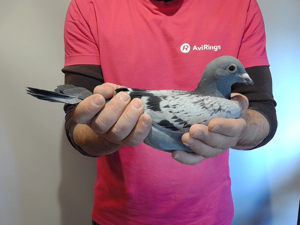 Pigeon image