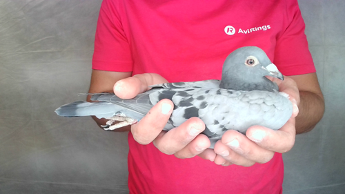 Pigeon image