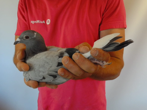 Pigeon image