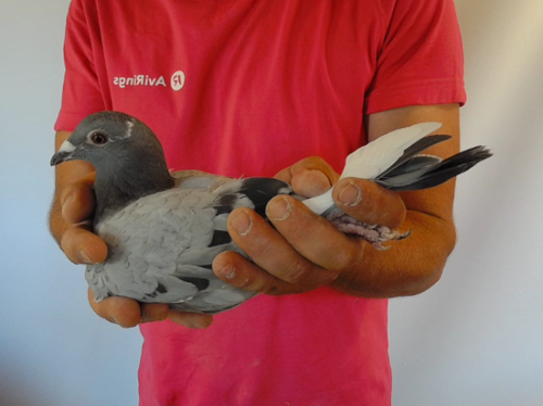 Pigeon image