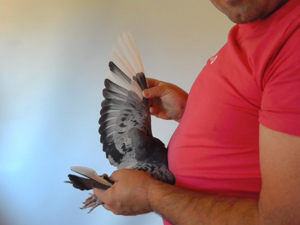 Pigeon image