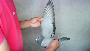 Pigeon image
