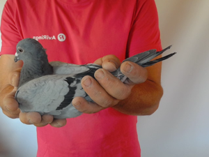 Pigeon image