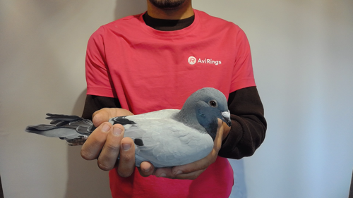 Pigeon image