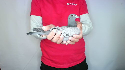 Pigeon image