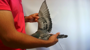 Pigeon image