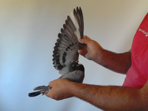 Pigeon image