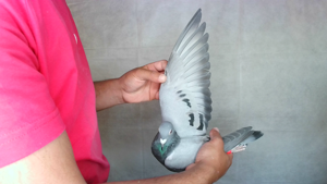 Pigeon image