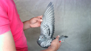 Pigeon image