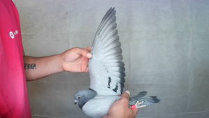 Pigeon image