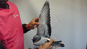 Pigeon image