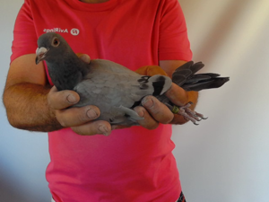 Pigeon image