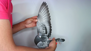 Pigeon image