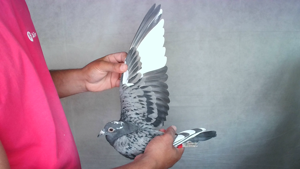 Pigeon image