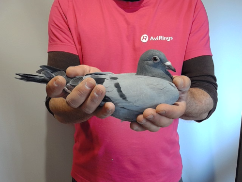 Pigeon image