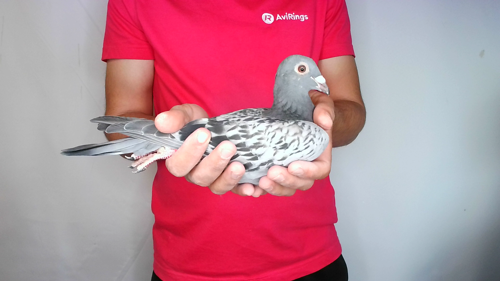 Pigeon image