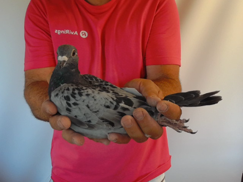 Pigeon image