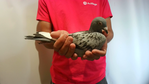 Pigeon image