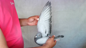 Pigeon image