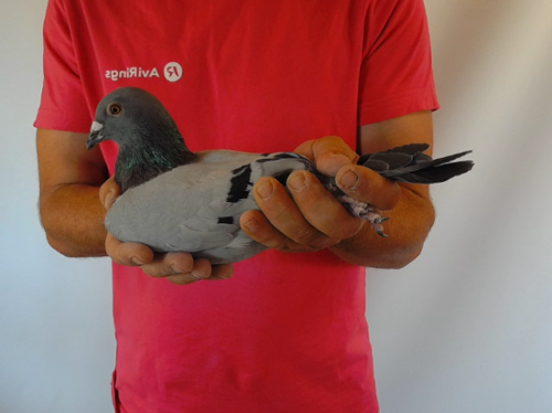 Pigeon image