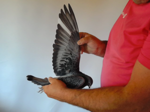 Pigeon image