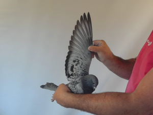 Pigeon image