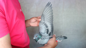 Pigeon image