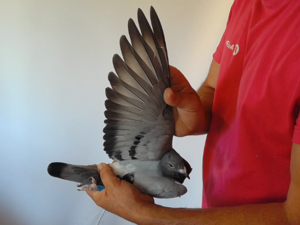 Pigeon image