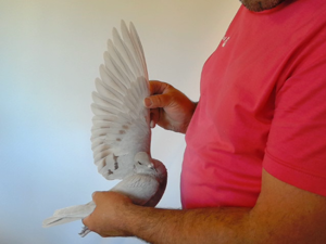 Pigeon image