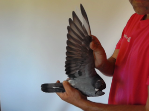 Pigeon image