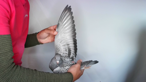 Pigeon image