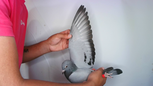 Pigeon image