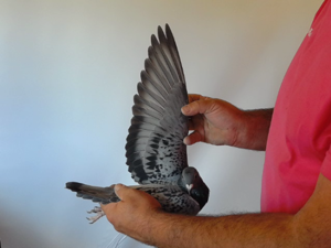 Pigeon image