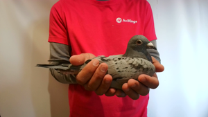 Pigeon image