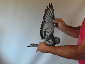 Pigeon image