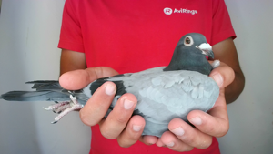 Pigeon image
