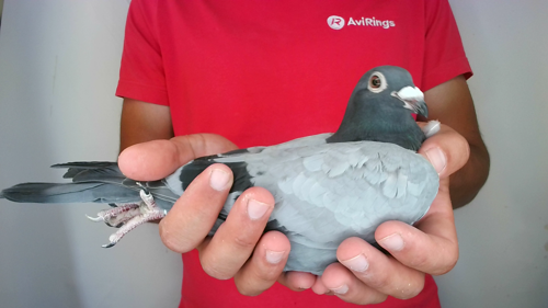 Pigeon image