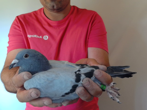Pigeon image