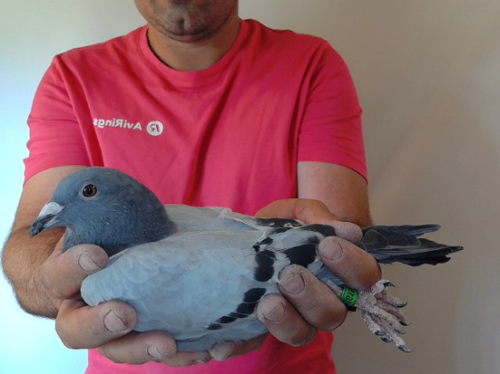 Pigeon image