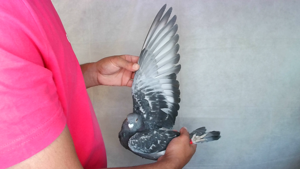 Pigeon image