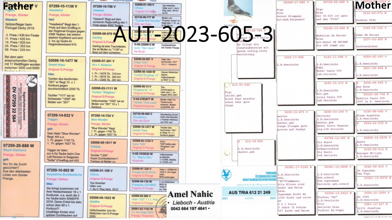 Pigeon pedigree image